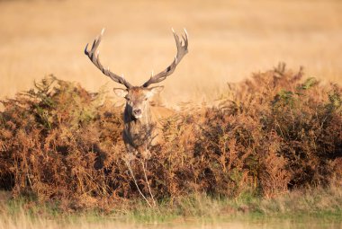 Sonbaharda İngiltere 'deki monoton bir sonbahar döneminde çimlerin üzerinde duran kırmızı geyik..