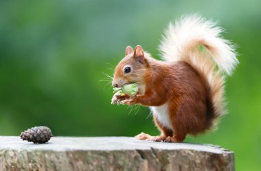 Red squirrel eating green hazelnuts on a tree stump, UK. clipart