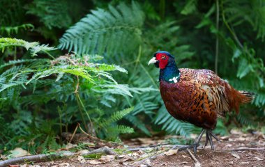 Portrait of a male common pheasant walking in the meadow, UK. clipart