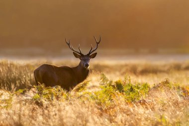 Sonbaharda İngiltere 'deki monoton bir sonbahar döneminde çimlerin üzerinde duran kırmızı geyik..