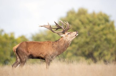 Sonbaharda İngiltere 'deki monoton bir sonbahar döneminde çimlerin üzerinde duran kırmızı geyik..
