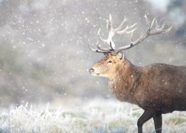 Kışın yağan karda kızıl geyik portresi, İngiltere.