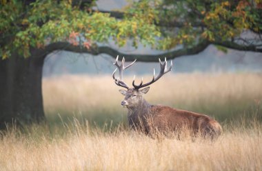 Sonbaharda İngiltere 'deki monoton bir sonbahar döneminde çimlerin üzerinde duran kırmızı geyik..