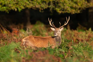 İngiltere 'de sonbaharda monoton ortamda parantez içinde duran kızıl geyik portresi..