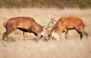 Kızıl geyikler sonbaharda İngiltere 'de çiftleşme mevsiminde kavga ediyorlar..