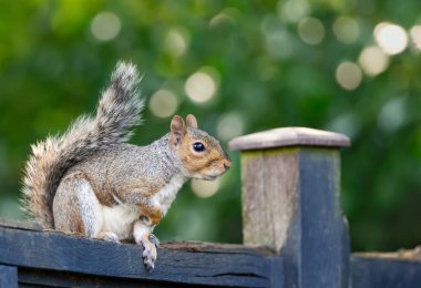 Meraklı gri bir sincabın portresi bahçe çitlerinde duruyor, İngiltere.