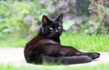 İngiltere 'de, bahçede yatan siyah bir kedinin yakın çekimi..