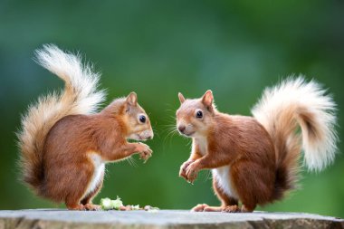 Two red squirrels eating nuts on a tree stump, UK. clipart