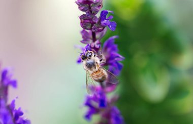 Mor salvia çiçeğinin üzerinde bir bal arısının yakın çekimi nektar topluyor, İngiltere.