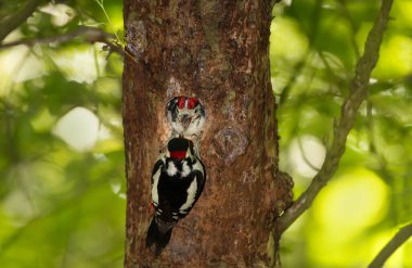 Büyük benekli ağaçkakan ilkbaharda İngiltere 'de yavrusunu besliyor..