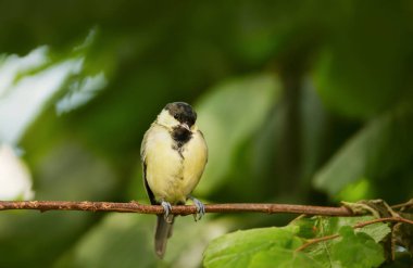 Great tit juvenile perching on a tree branch against colourful background, UK.