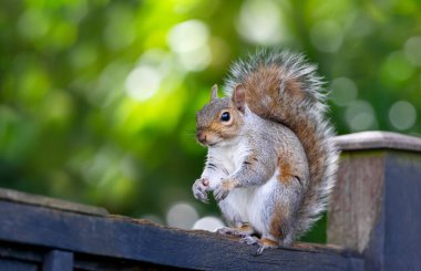 Meraklı gri bir sincabın portresi bahçe çitlerinde duruyor, İngiltere.