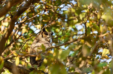 Büyük boynuzlu baykuş bir ağaca tünedi, Pantanal, Brezilya.