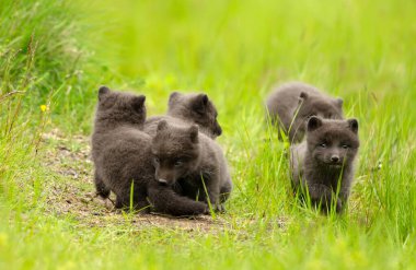 Kuzey Kutup Tilkisi yavruları İzlanda 'da bir çayırda oynuyor..