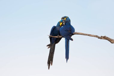 Hyacinth macaws perched on a tree branch, South Pantanal, Brazil clipart