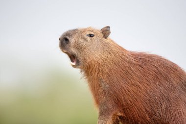 Ağzı açık bir Capybara portresi, Güney Pantanal, Brezilya