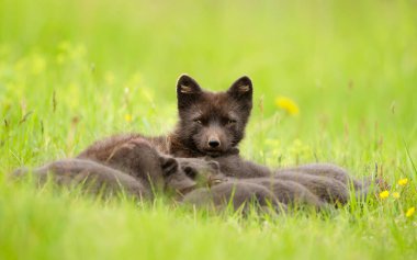 Mavi morph kutup tilkisi anne yavrularını İzlanda 'da bir çayırda besliyor.