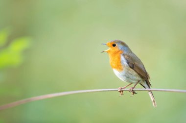 Portrait of European robin singing in spring, UK clipart