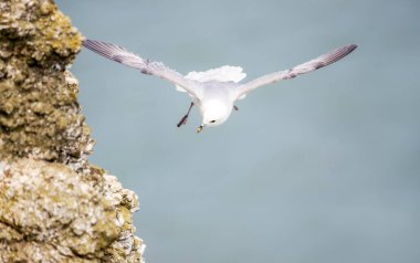 Northern fulmar in flight along coastal cliffs, UK. clipart