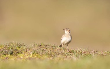 Avrasya tarlakuşu İngiltere 'de bir çayırda duruyor..