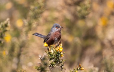 Dartford bülbülü, sarı çiçekli Gorse 'a tünemişti.