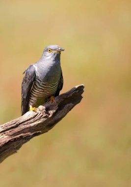 İngiltere 'de bir çayırdaki ağaç dalına tünemiş sıradan bir guguk kuşu portresi..