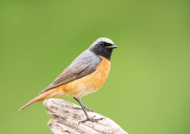 Açık yeşil arka planda bir ağaç dalına tünemiş yaygın bir kırmızı başlangıç portresi, İngiltere.