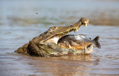 Sudaki Yacare kaymanı portresi Çenesinde pirana, Pantanal, Brezilya.