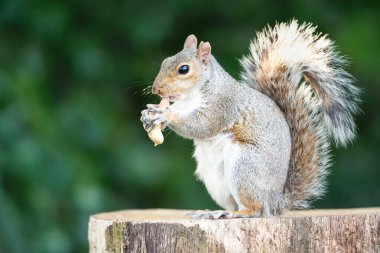 İngiltere 'de ağaç kütüğünde fındık yiyen gri sincap.