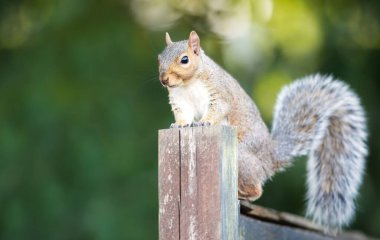 İngiltere 'de bahçe çitlerinde duran şirin, gri bir sincabın portresi..