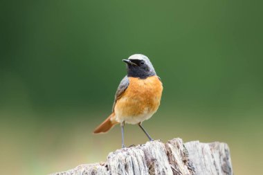 Açık yeşil arka planda bir ağaç kütüğüne tünemiş genel bir kırmızı başlangıç portresi, İngiltere.