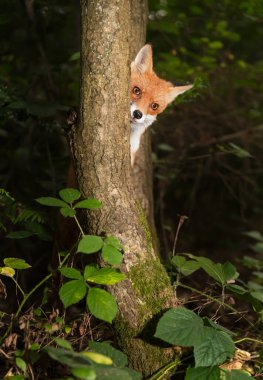 Meraklı kızıl tilki yavrusu İngiltere 'de, ormanda bir ağacın arkasından dikizliyor.