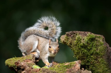 İngiltere 'de sonbaharda yosunlu ağaç kütüğünde duran gri sincabın portresi..