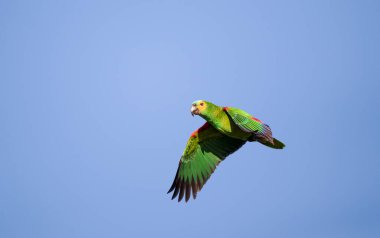 Mavi yüzlü Amazon papağanı mavi gökyüzüne karşı uçuyor, Pantanal, Brezilya.