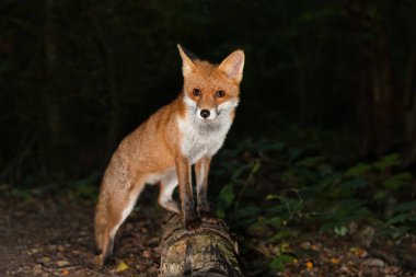 Gece İngiltere 'de bir ormanda ağaçta duran sevimli kırmızı tilki portresi.