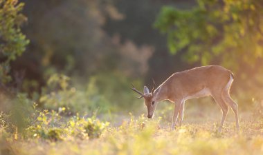 Pampas geyiği yumuşak günbatımı ışığı altında bir çayırda otluyor, Brezilya.