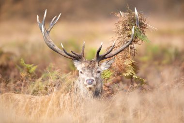 Sonbaharda İngiltere 'de, monoton ortamda boynuzları olan kırmızı bir geyik portresi..