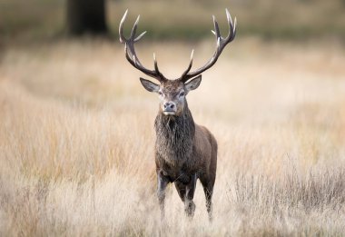 Sonbaharda İngiltere 'deki monoton bir sonbahar döneminde çimlerin üzerinde duran kırmızı geyik..
