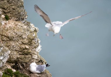 Kuzey Fulmar, İngiltere 'deki sahil kayalıkları boyunca uçuyor.