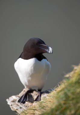 İngiltere 'de bir uçuruma konmuş bir Razorbill' in portresi..