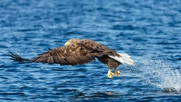 Beyaz kuyruklu deniz kartalı güçlü pençeleriyle Norveç 'te balık yakalıyor..