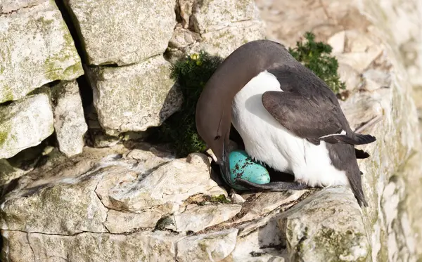 Yuvalanan ve yumurtalarını Birleşik Krallık 'ta bir deniz uçurumunda koruyan sıradan bir gulyabani..