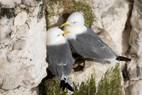 İngiltere 'de bir uçurumun kenarında yuva yapan kedi yavruları..