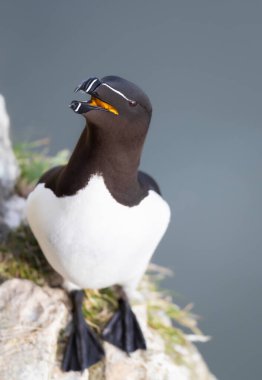 İngiltere 'de bir uçuruma konmuş bir Razorbill' in portresi..