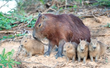 Nehir kıyısında Pantanal, Brezilya 'da bir grup yavruyla birlikte duran Capybara' lı bir annenin portresi.