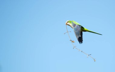 Keşiş muhabbet kuşu gagasında yuva malzemesiyle uçuyor, Pantanal, Brezilya.