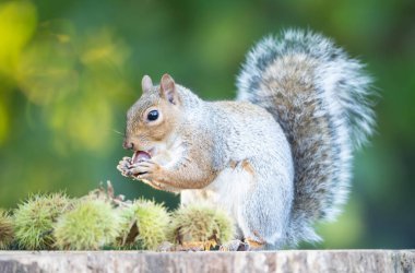Gri sincap sonbaharda tatlı kestane meyvesi yiyor, İngiltere.