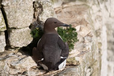 Birleşik Krallık 'ta bir deniz yamacında yuva yapan sıradan bir giyotinin portresi.