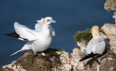 Kuzey sümsük kuşları İngiltere 'de uçuruma yuva yapıyor..