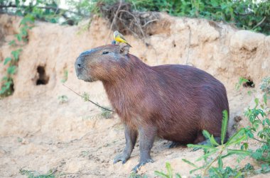 Bir Capybara portresi Kafasının üzerinde oturan bir sığır tiran kuş, Pantanal, Brezilya.